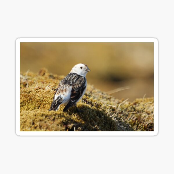 Snow bunting Sticker