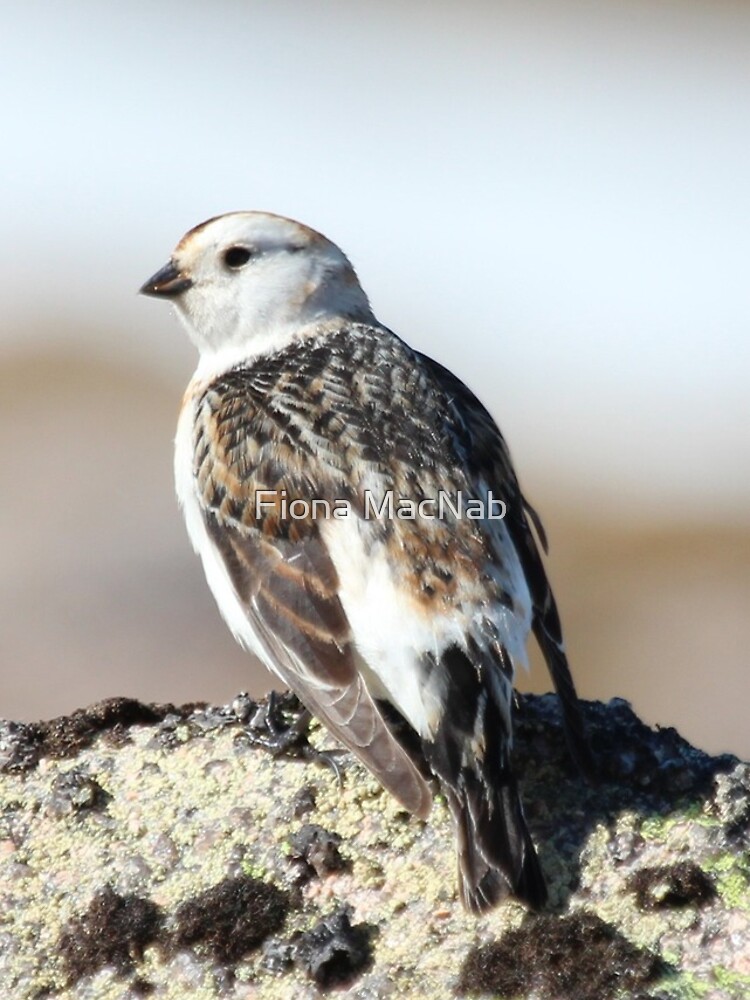 Snow bunting by orcadia