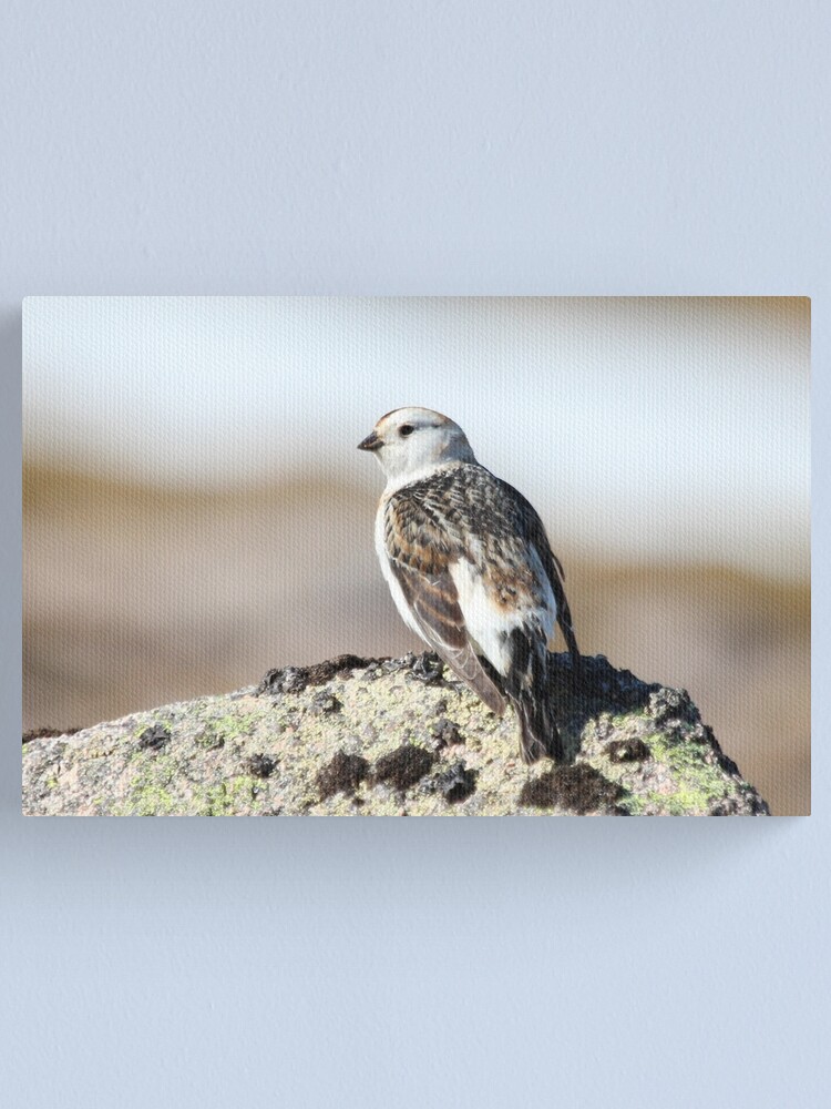 Alternate view of Snow bunting Canvas Print