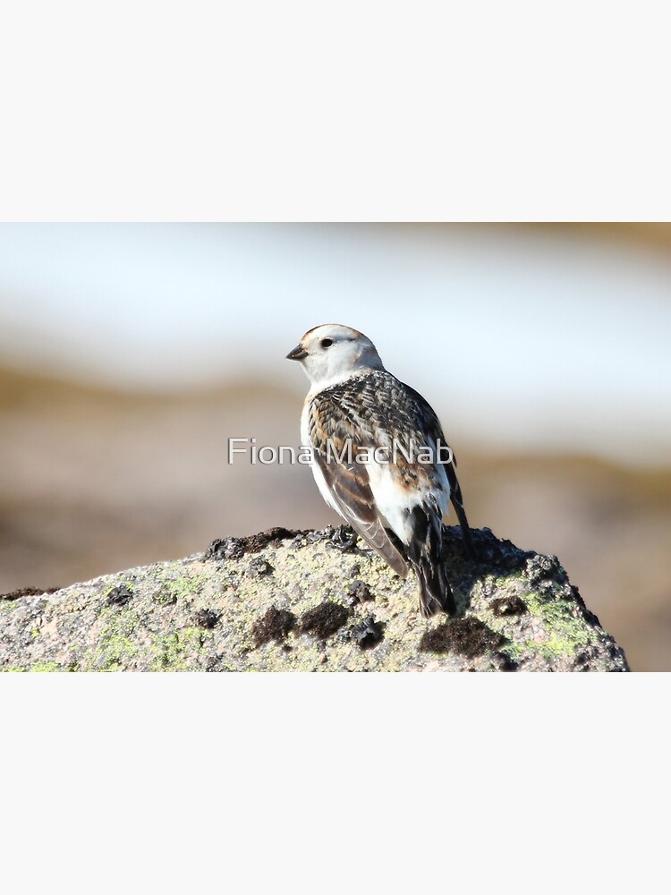 Snow bunting by orcadia