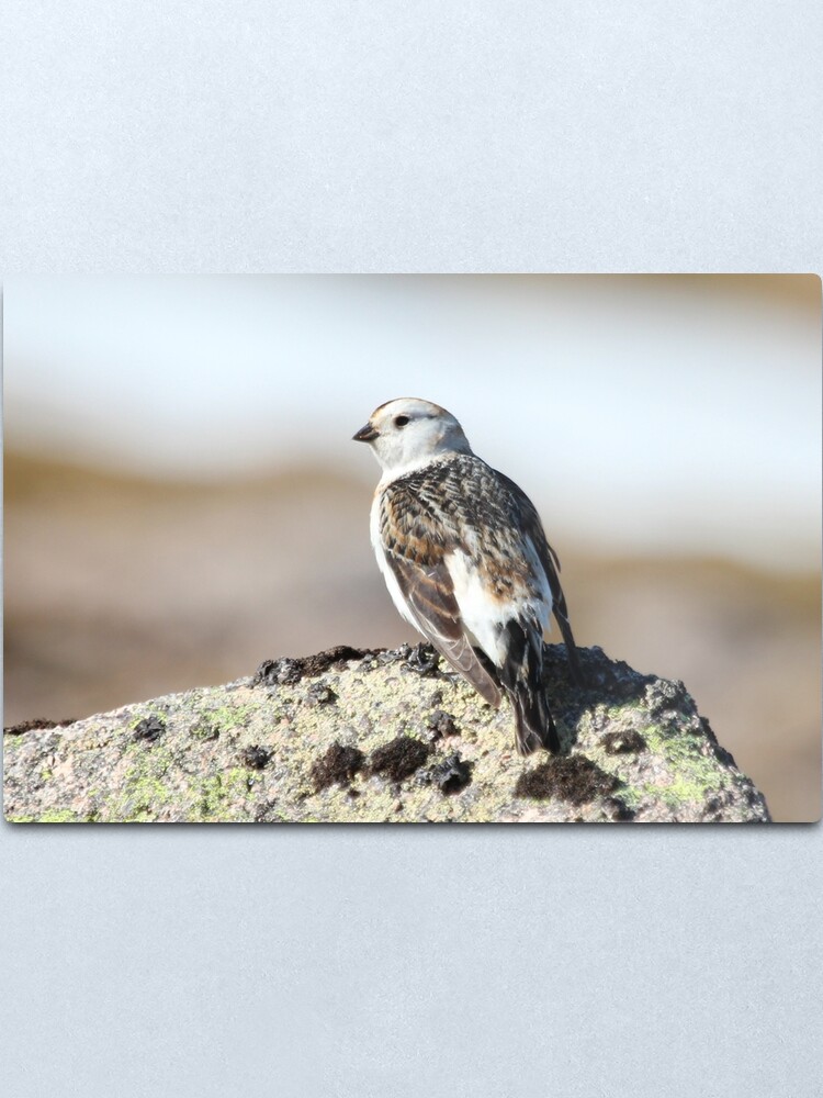 Alternate view of Snow bunting Metal Print