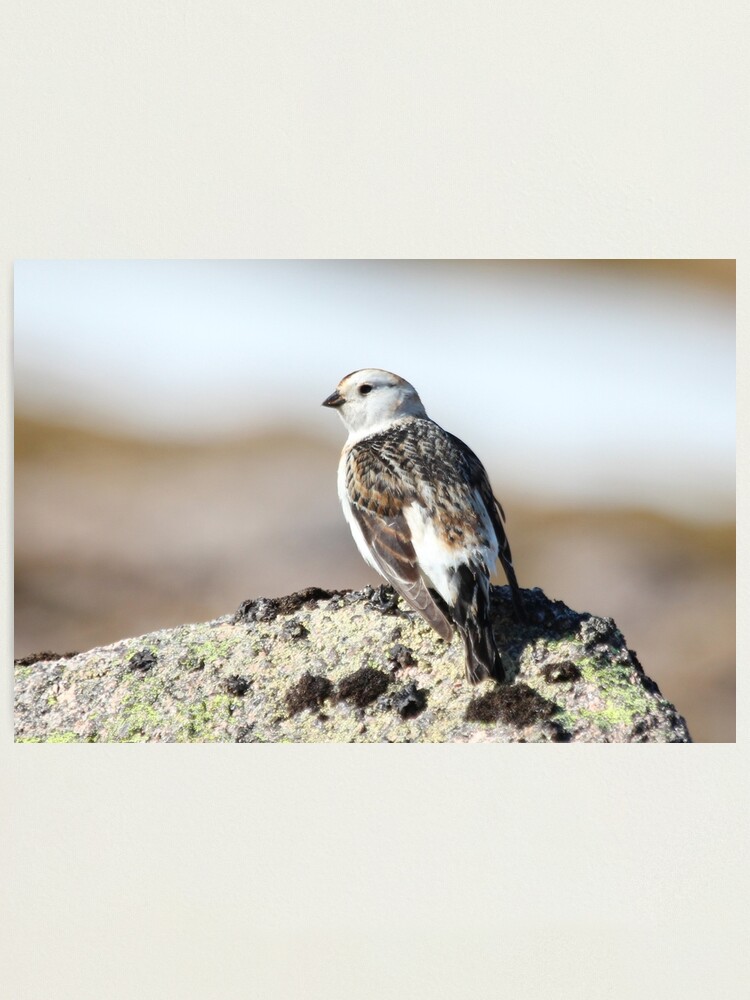 Alternate view of Snow bunting Photographic Print