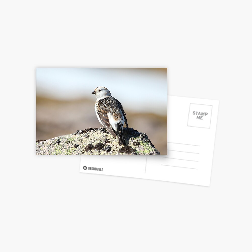 Snow bunting Postcard