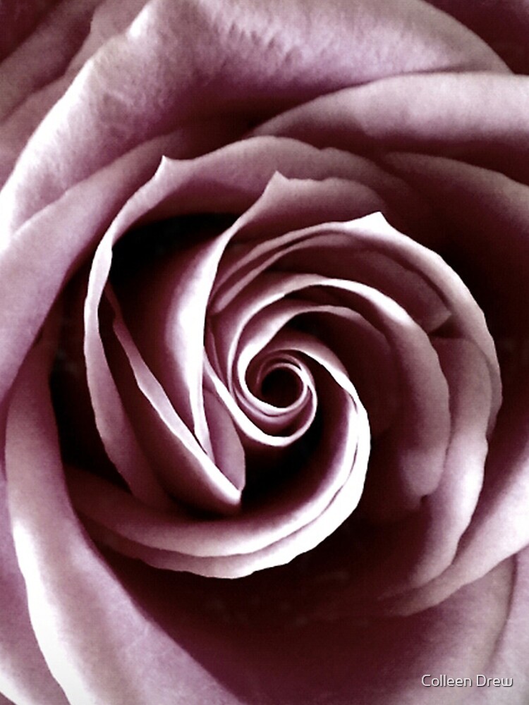Pink Rose - iPhone Case by colgdrew