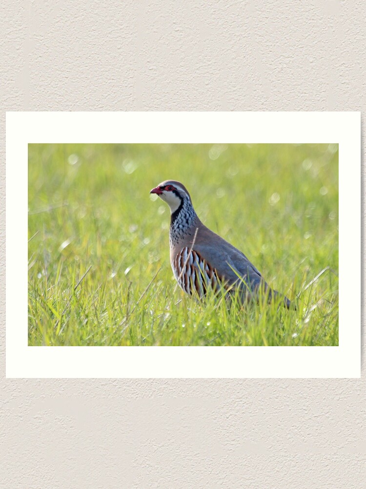Alternate view of Red legged partridge Art Print