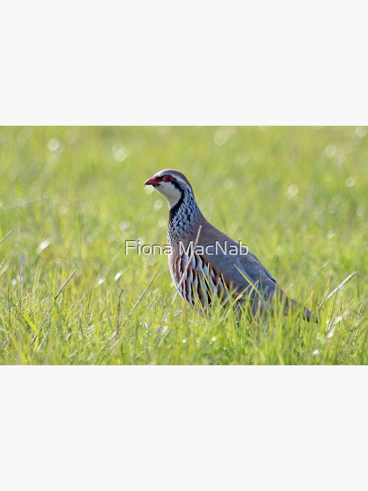 Red legged partridge by orcadia