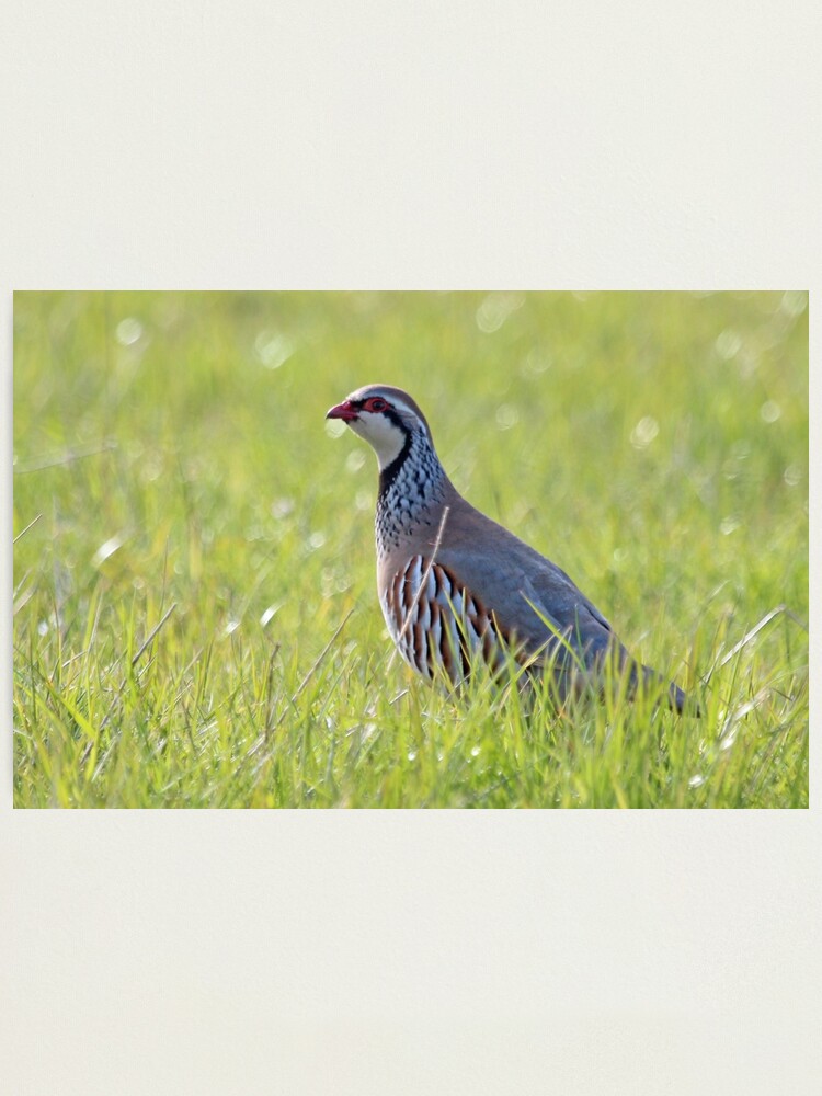 Alternate view of Red legged partridge Photographic Print