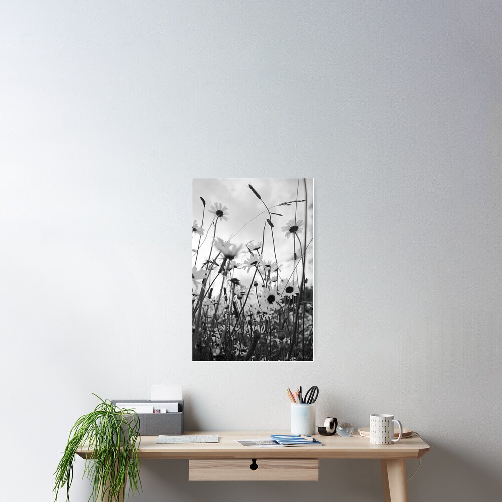 Oxeye daisies Poster