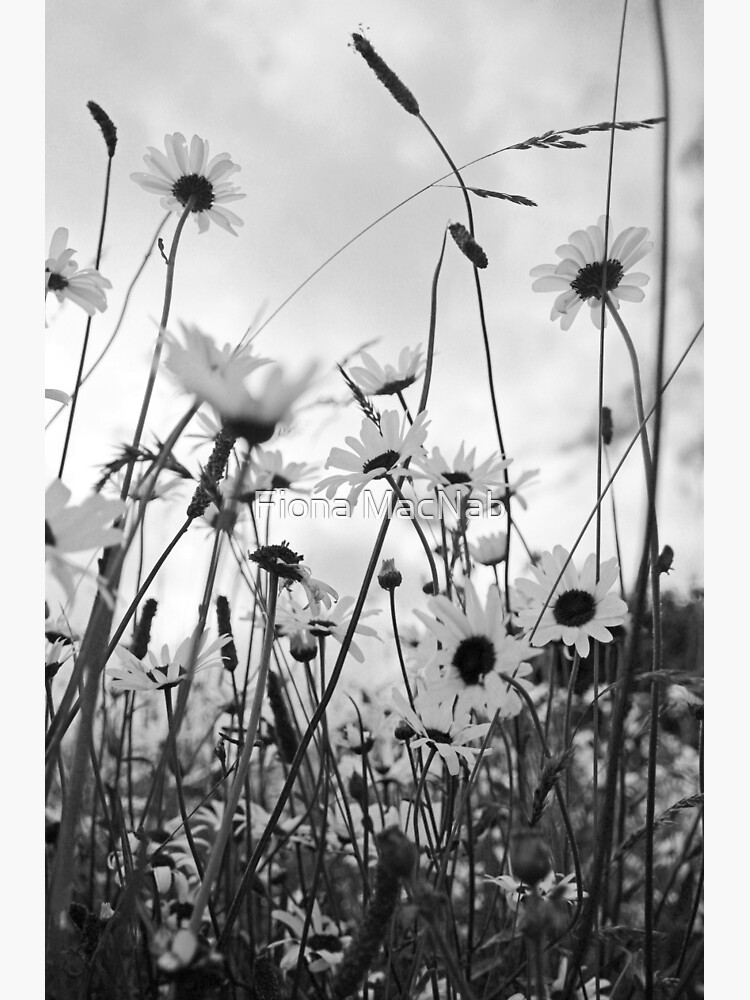 Oxeye daisies by orcadia