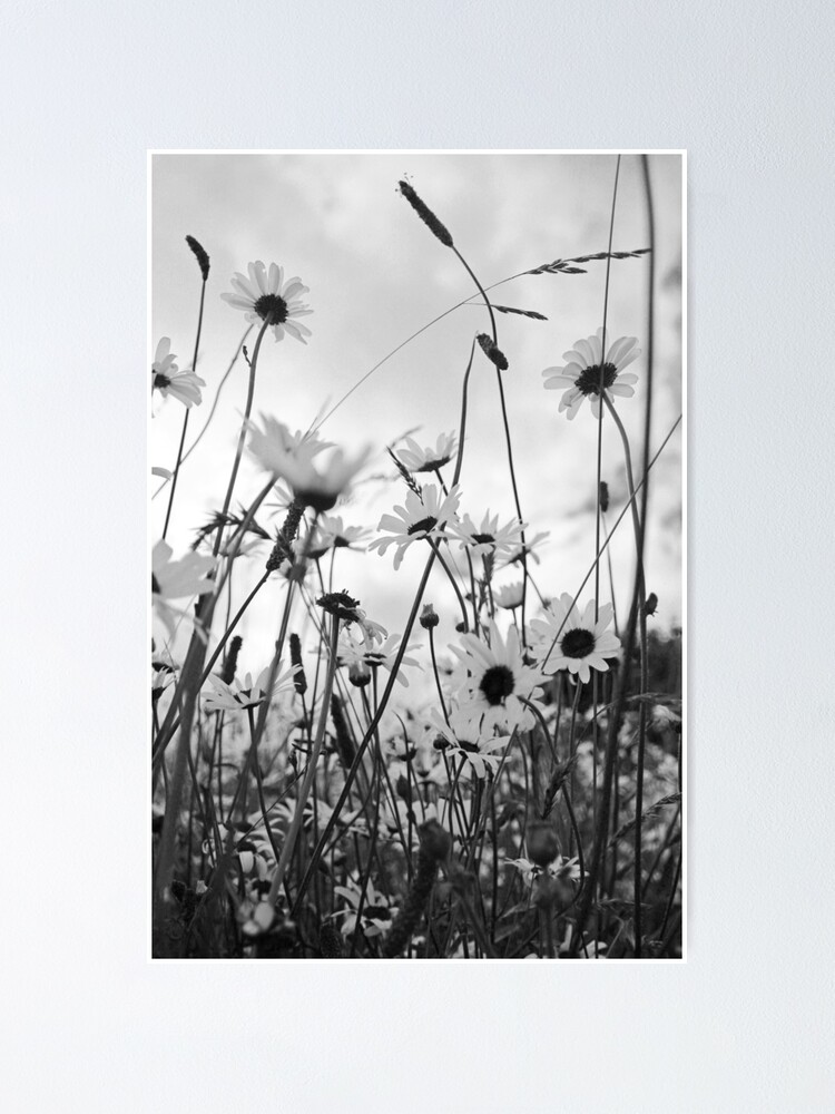 Alternate view of Oxeye daisies Poster