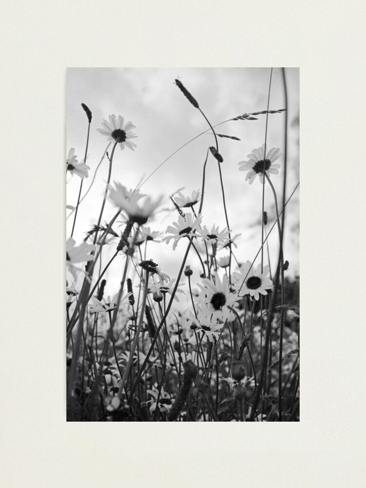 Alternate view of Oxeye daisies Photographic Print