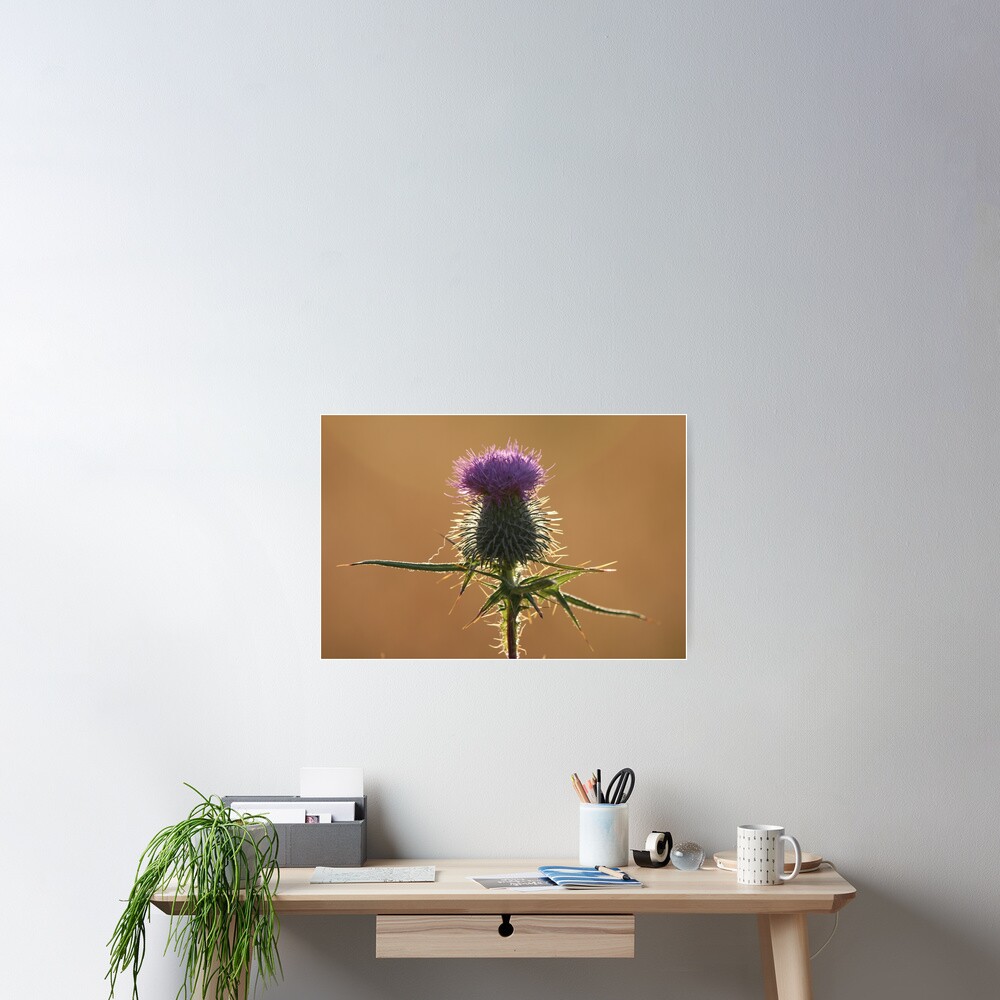 Thistle Poster