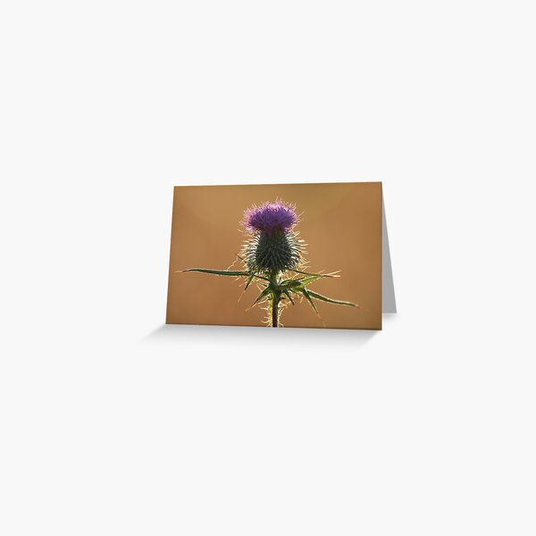 Thistle Greeting Card