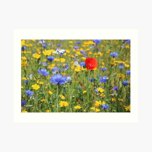 Wildflowers Art Print