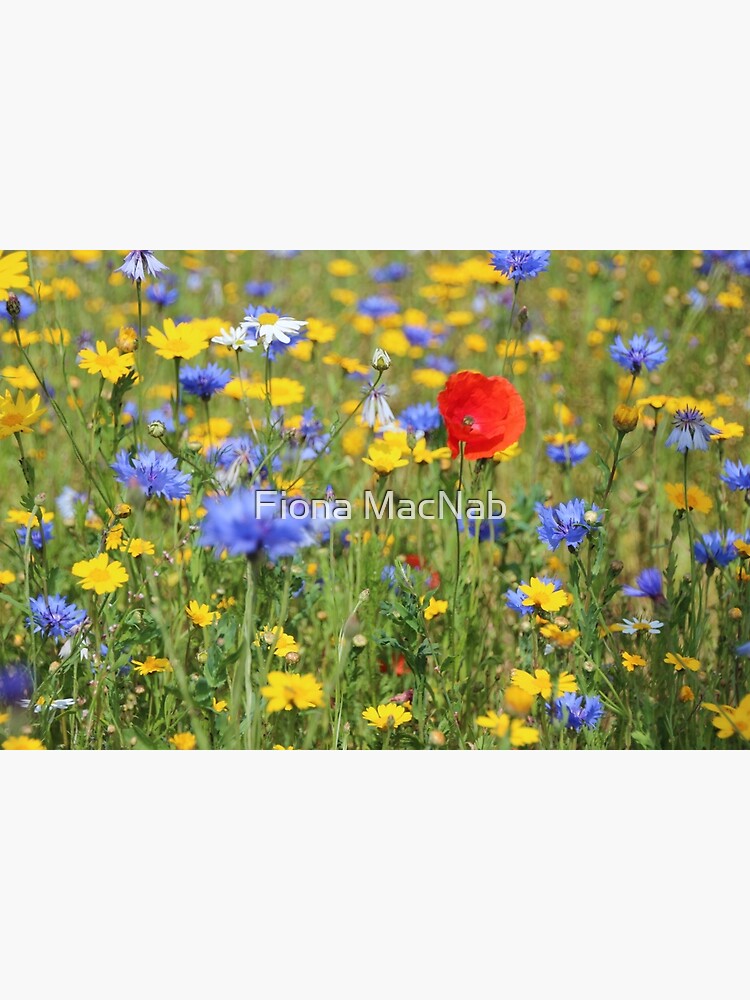 Wildflowers by orcadia