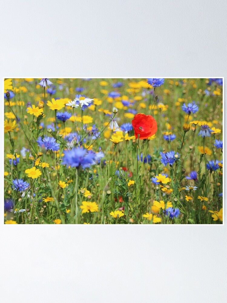 Alternate view of Wildflowers Poster
