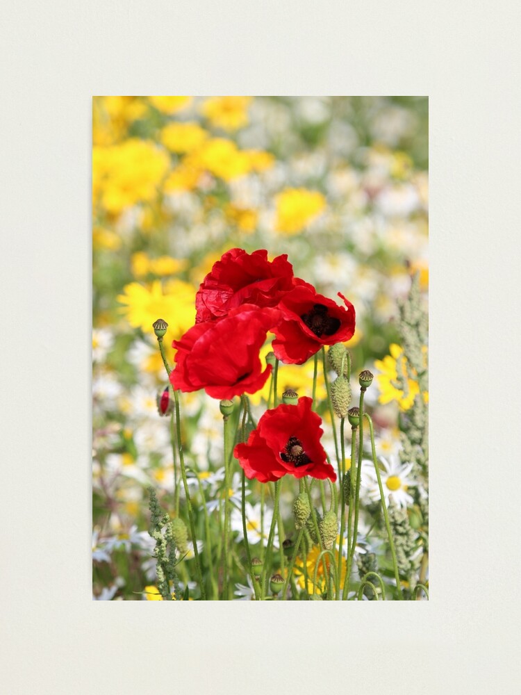 Alternate view of Poppy portrait Photographic Print