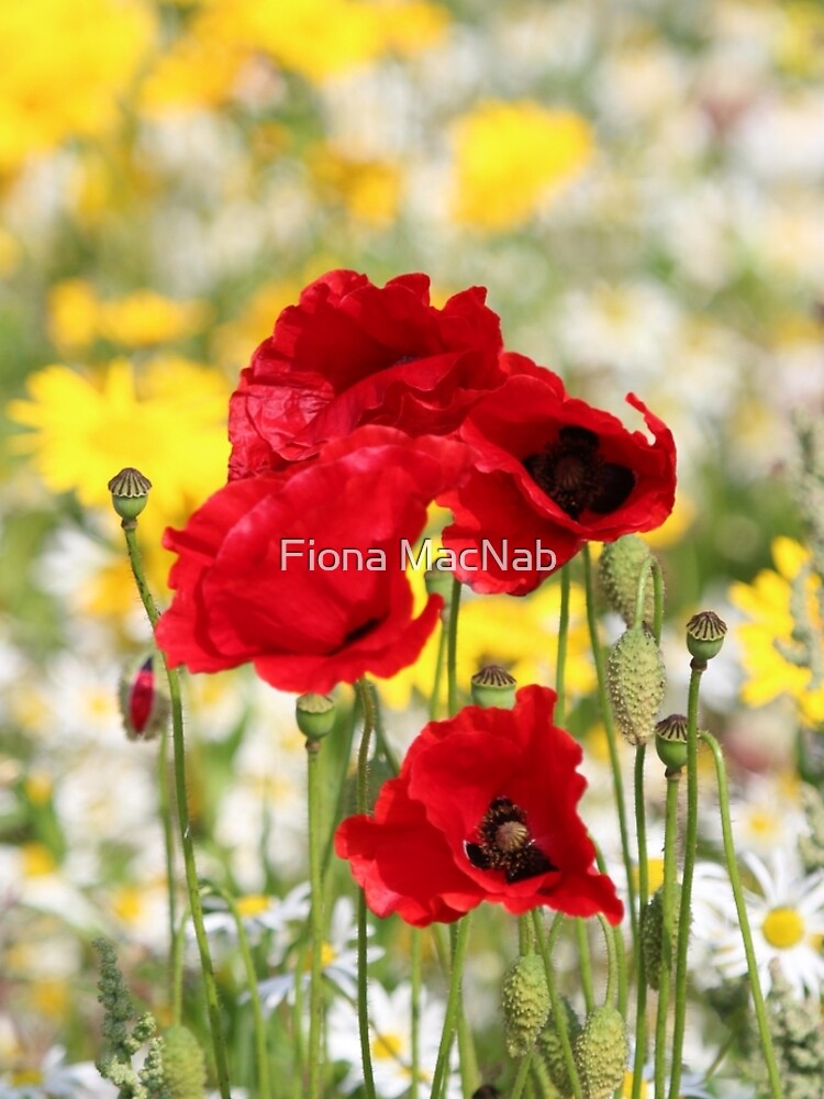 Poppy portrait by orcadia