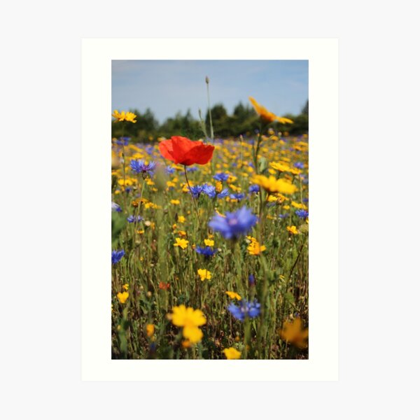 Wildflower meadow Art Print
