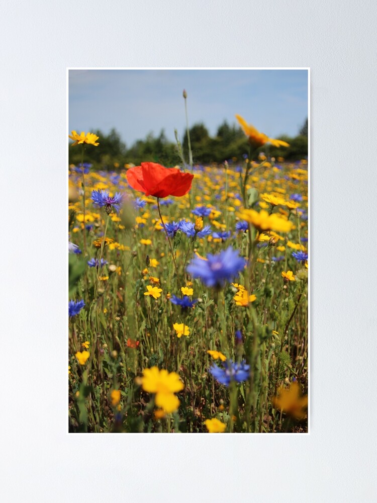 Alternate view of Wildflower meadow Poster