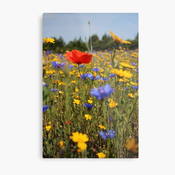 Wildflower meadow Metal Print