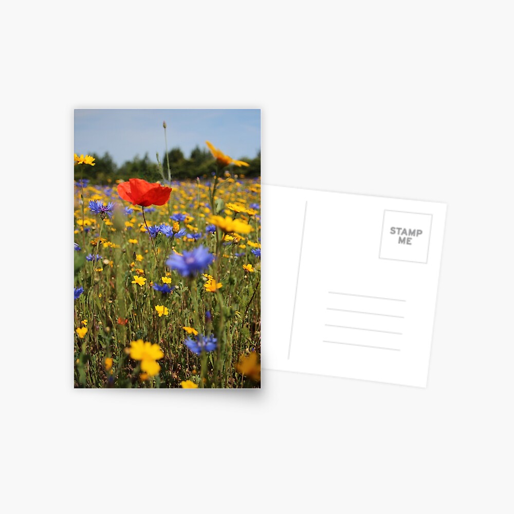 Wildflower meadow Postcard