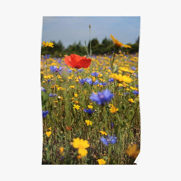 Wildflower meadow Poster
