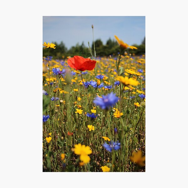 Wildflower meadow Photographic Print