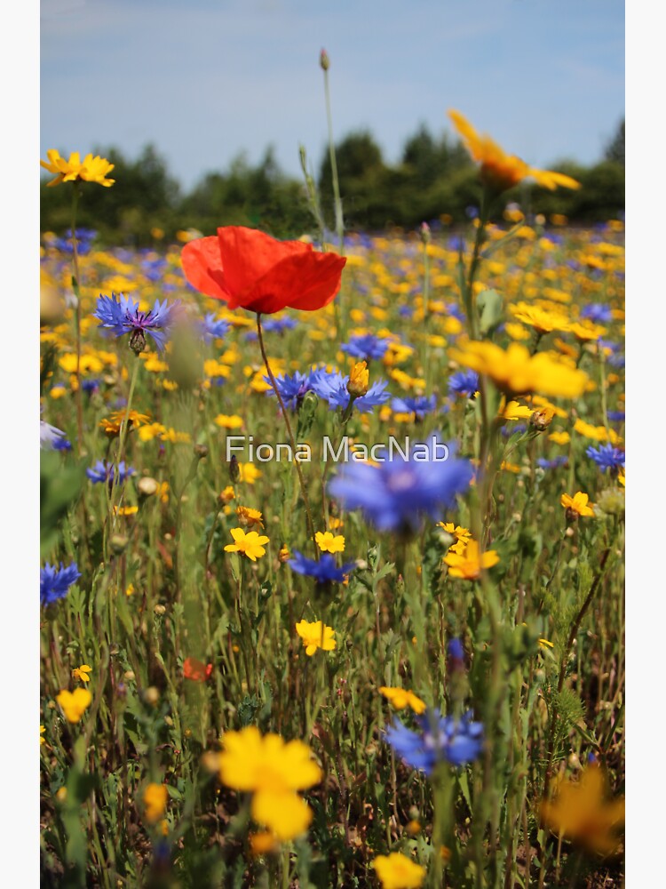 Wildflower meadow by orcadia