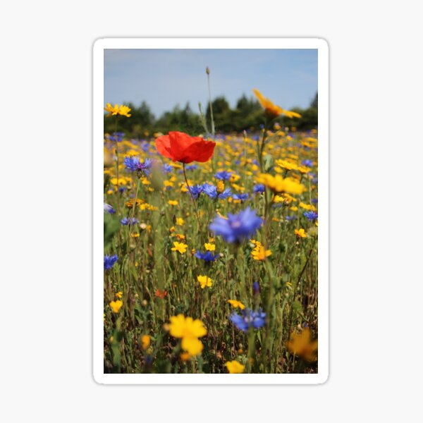 Wildflower meadow Sticker