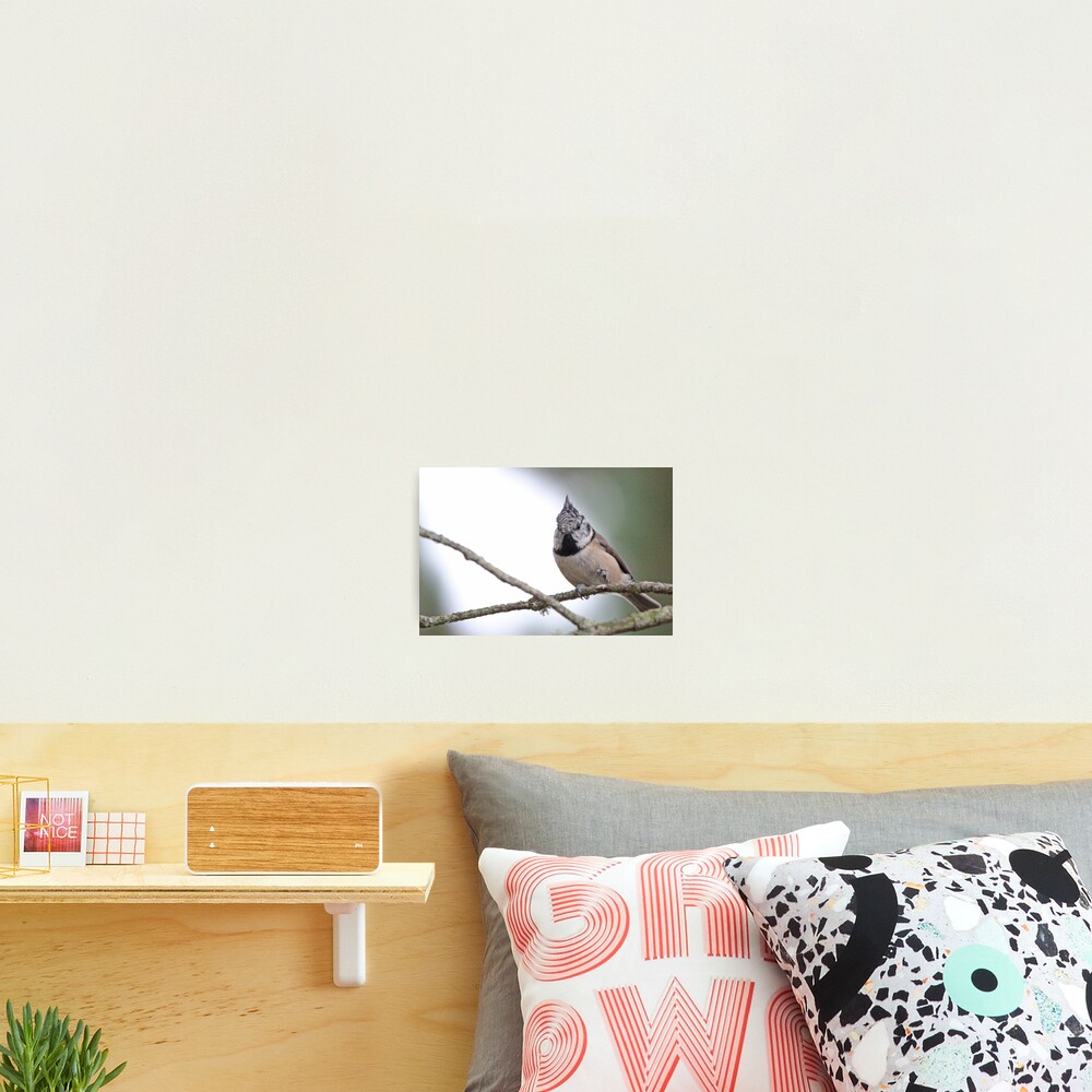 Crestie Photographic Print