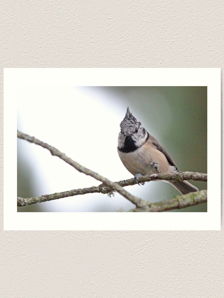 Alternate view of Crestie Art Print