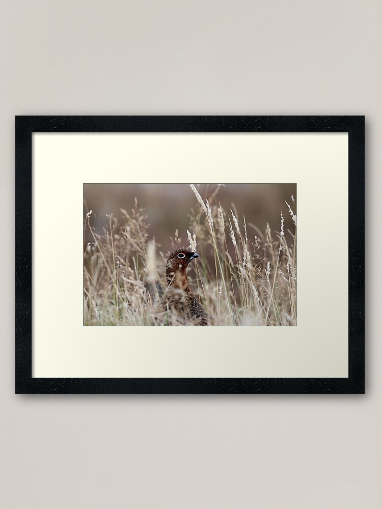 Alternate view of Grouse pose Framed Art Print