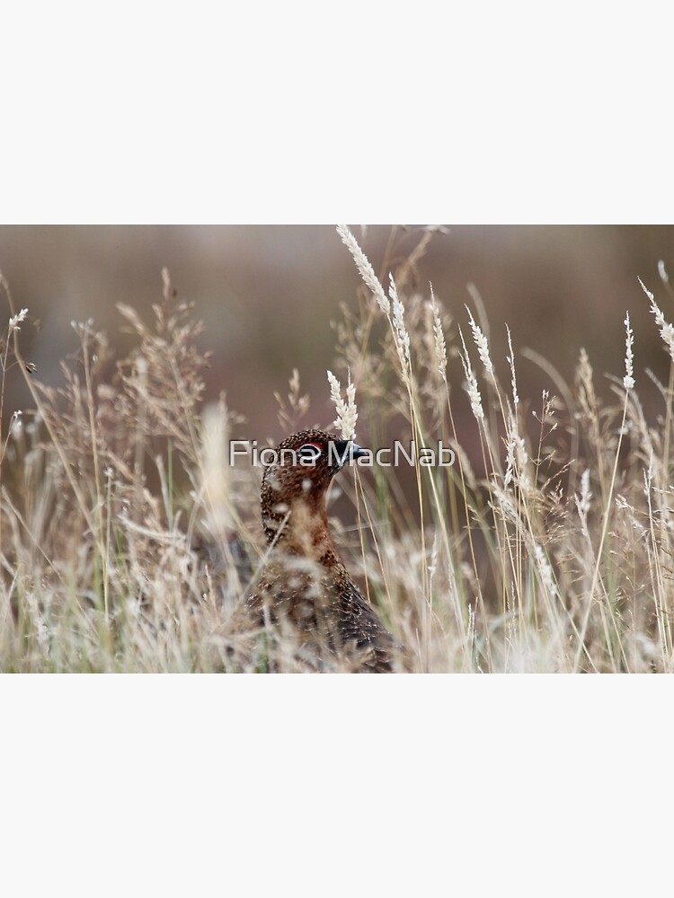 Grouse pose by orcadia