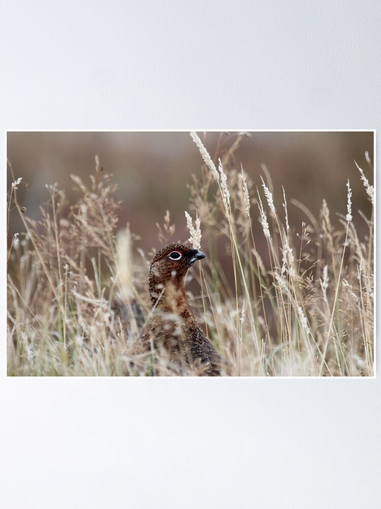 Alternate view of Grouse pose Poster
