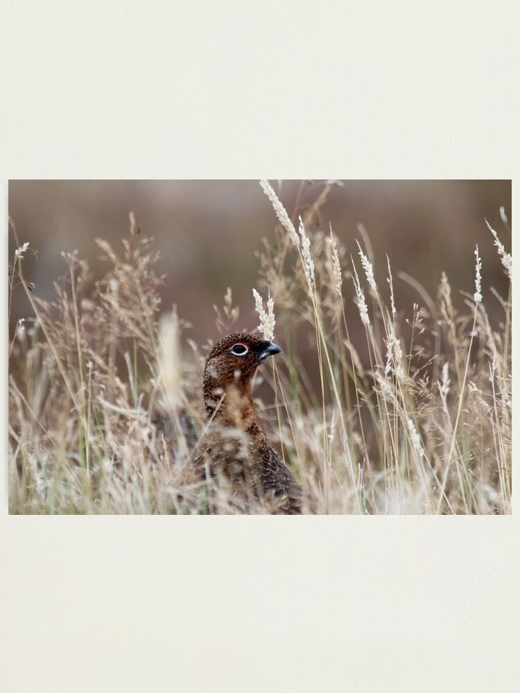 Alternate view of Grouse pose Photographic Print