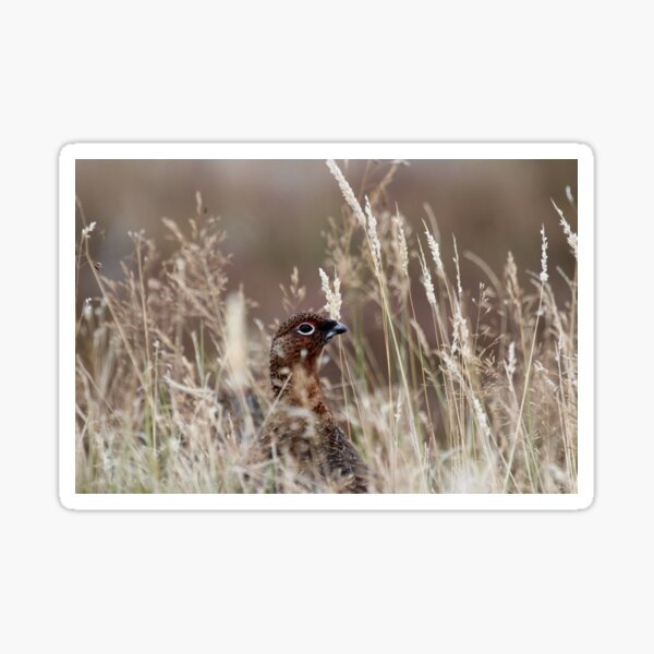 Grouse pose Sticker
