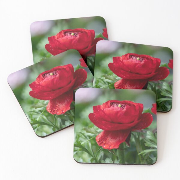 Item preview, Red ranunculus asiaticus flower with dew drops on the petals close-up designed and sold by EG Creativity Art.