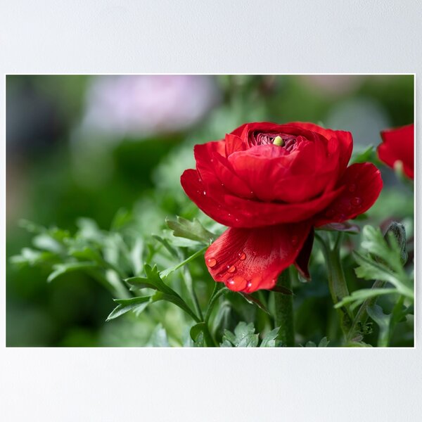 Item preview, Red ranunculus asiaticus flower with dew drops on the petals close-up designed and sold by EG Creativity Art.