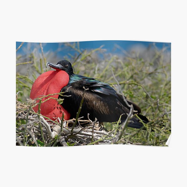 Side view of Great Frigate bird (Frigata minor) in shrub Poster