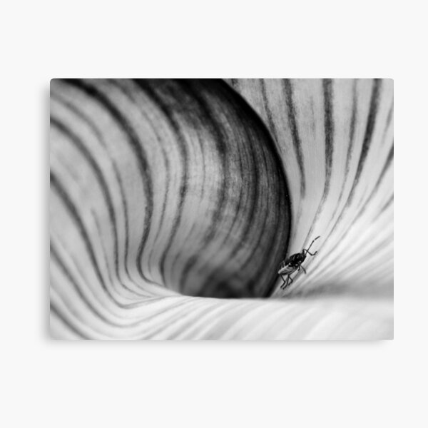 UpHill Canvas Print