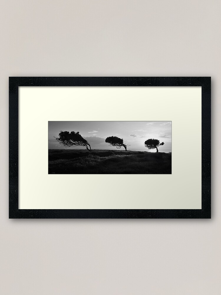 Alternate view of Twisted Trees - Norfolk Island Framed Art Print