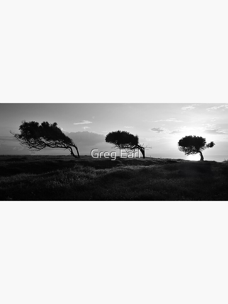Twisted Trees - Norfolk Island by GregEarl