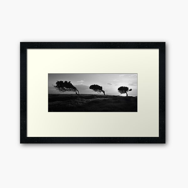 Twisted Trees - Norfolk Island Framed Art Print