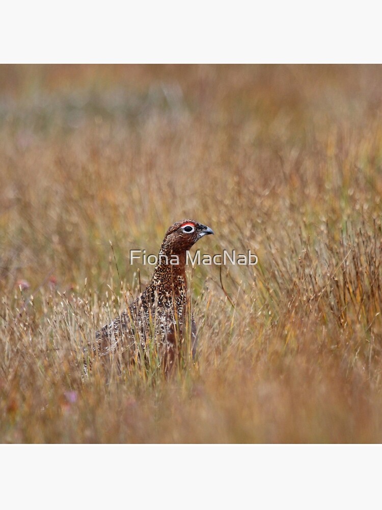 Red grouse by orcadia