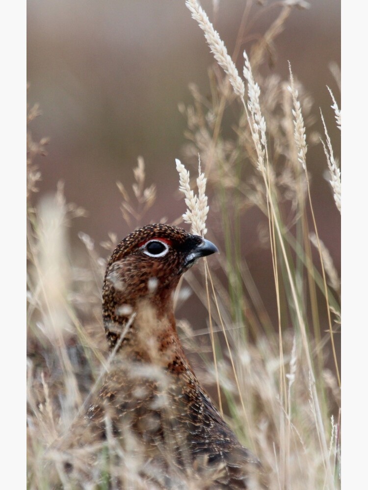 Grouse pose by orcadia