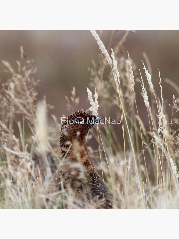 Grouse pose by orcadia
