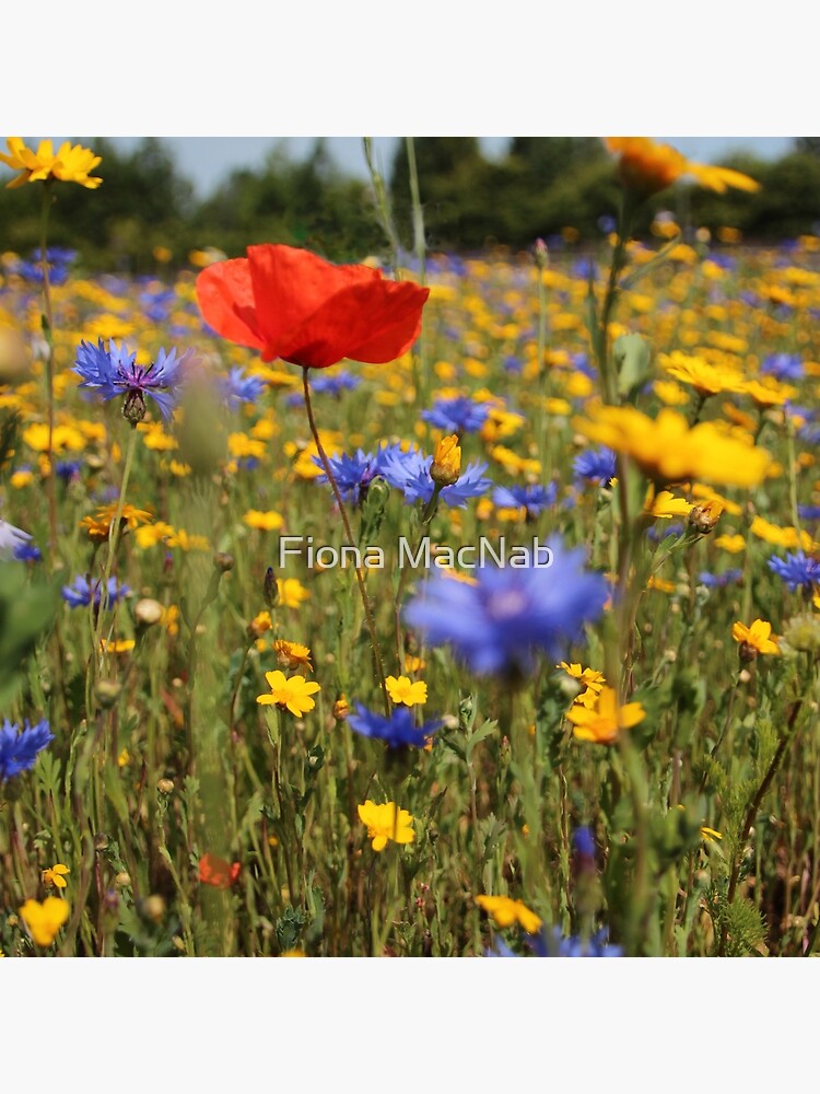 Wildflower meadow by orcadia