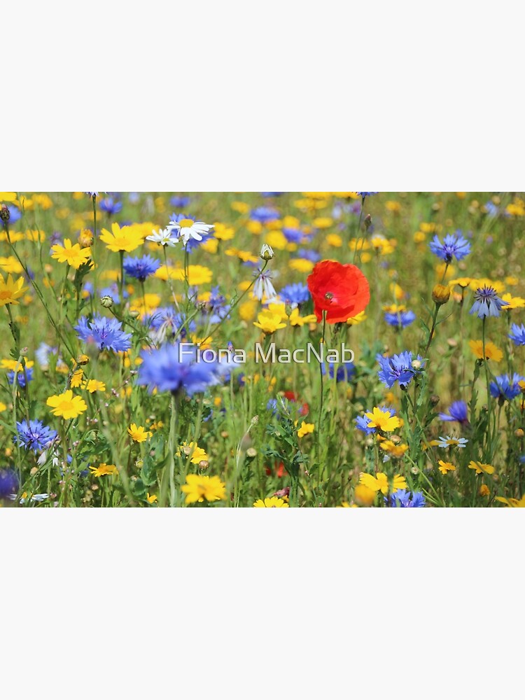 Wildflowers by orcadia