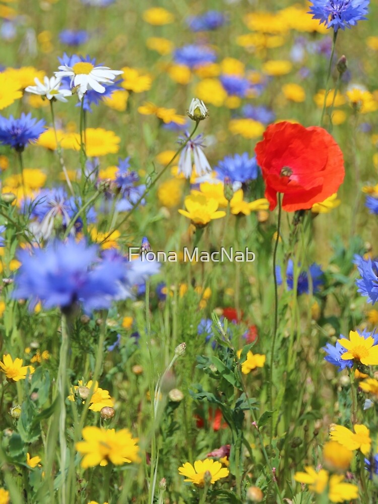 Wildflowers by orcadia